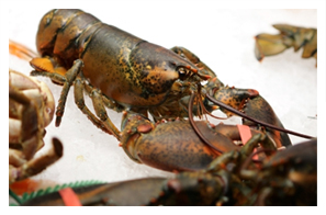 Shyer's Lobster Pound