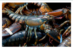 Shyer's Lobster Pound