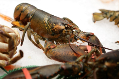 Shyer's Lobster Pound