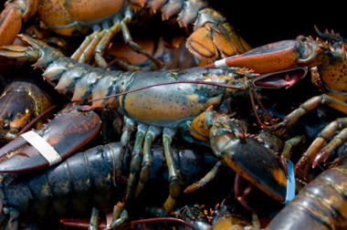 Shyer's Lobster Pound